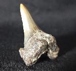 Cretalamna borealis (PRIEM 1897) - Bild &copy; FossNet FossilienStore